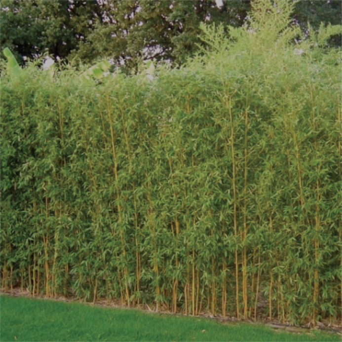 Bamboo