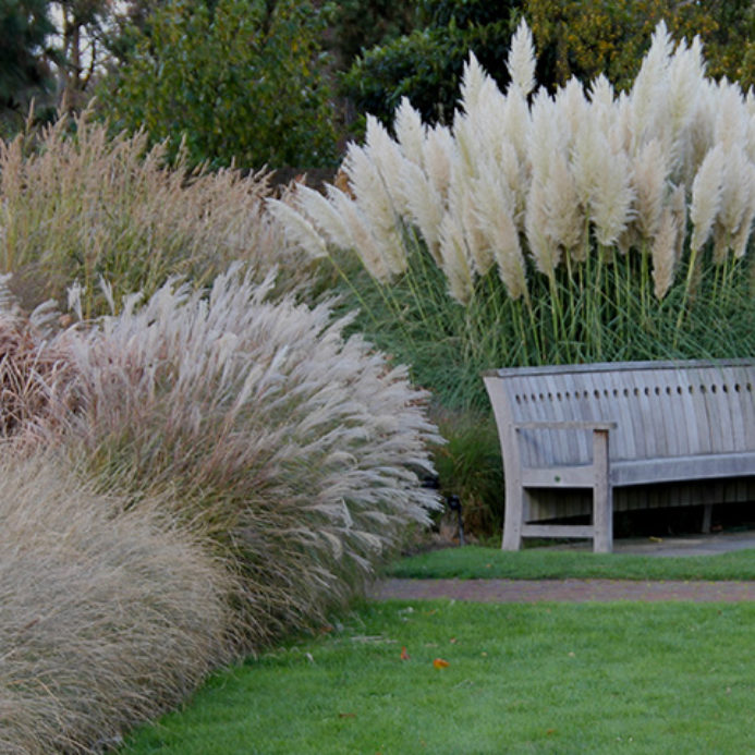OrnamentalGrases_Siergrassen-693×693-c-default