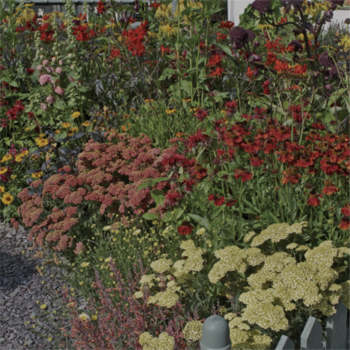 Perennials_vaste-planten-693×693-c-default